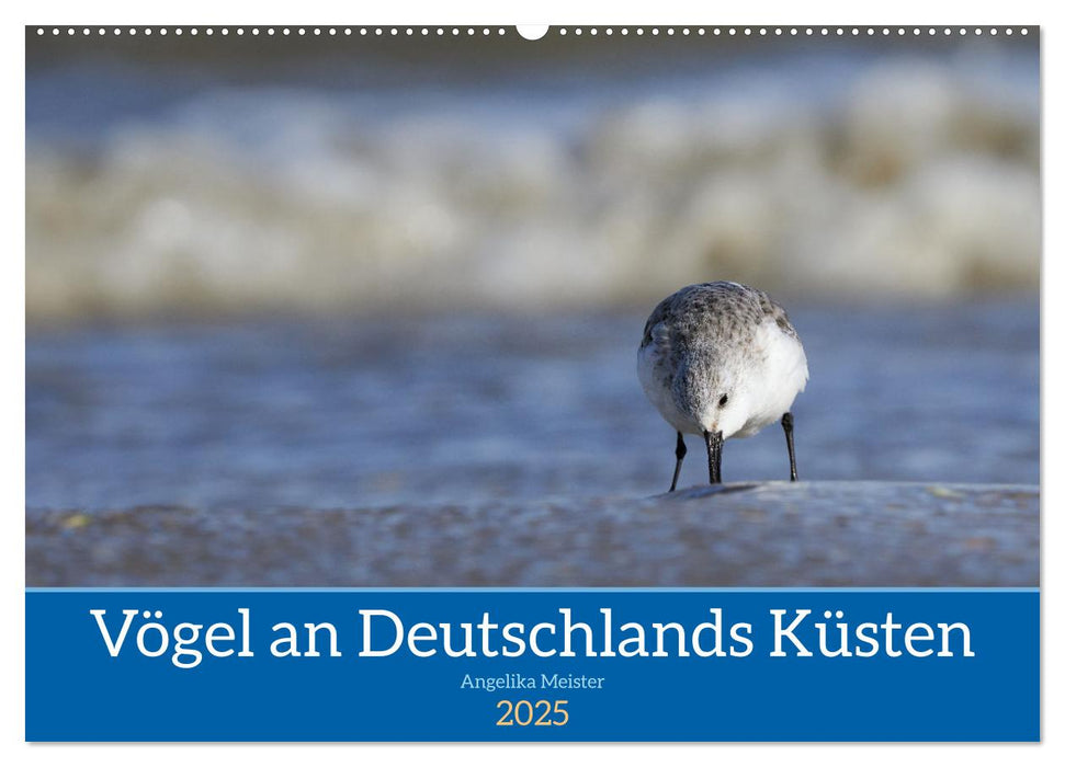 Vögel an Deutschlands Küsten (CALVENDO Wandkalender 2025)