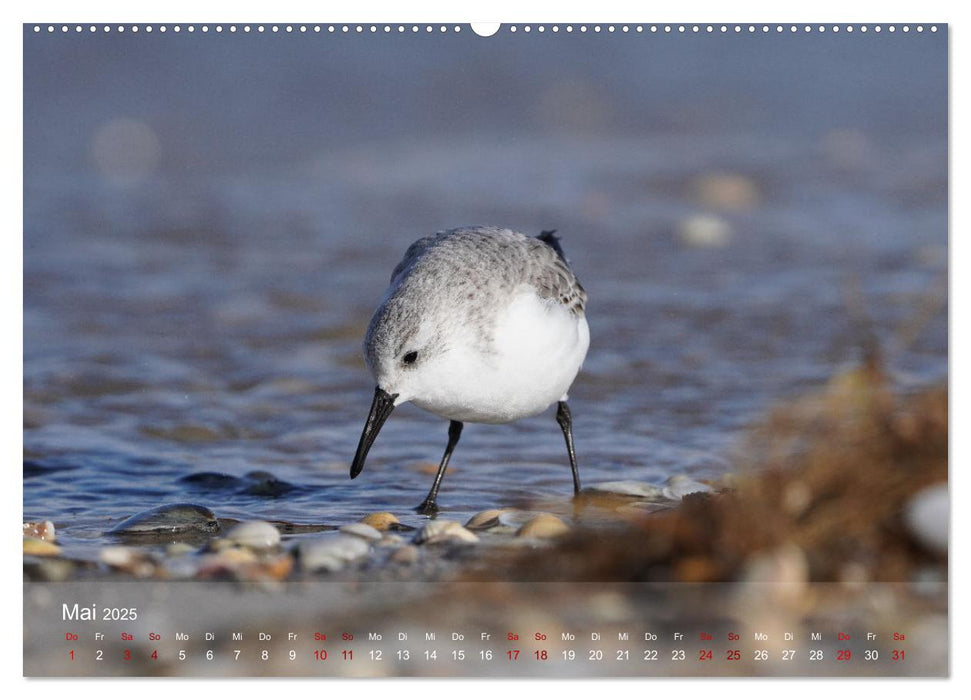 Vögel an Deutschlands Küsten (CALVENDO Wandkalender 2025)