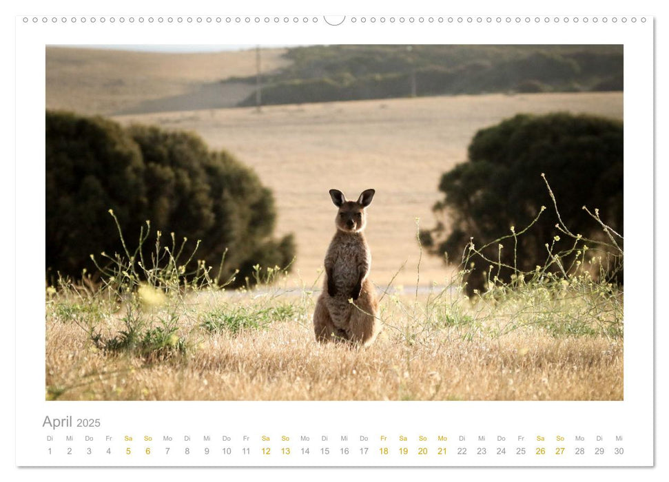 Ein Lächeln für die Tierwelt (CALVENDO Wandkalender 2025)