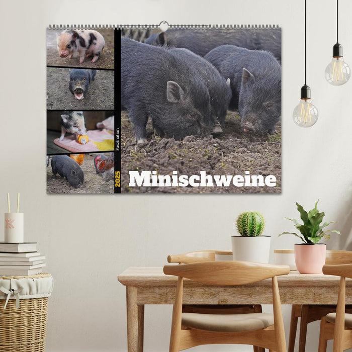 Faszination Minischweine (CALVENDO Wandkalender 2025)