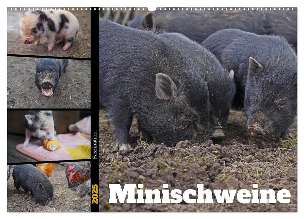 Faszination Minischweine (CALVENDO Wandkalender 2025)