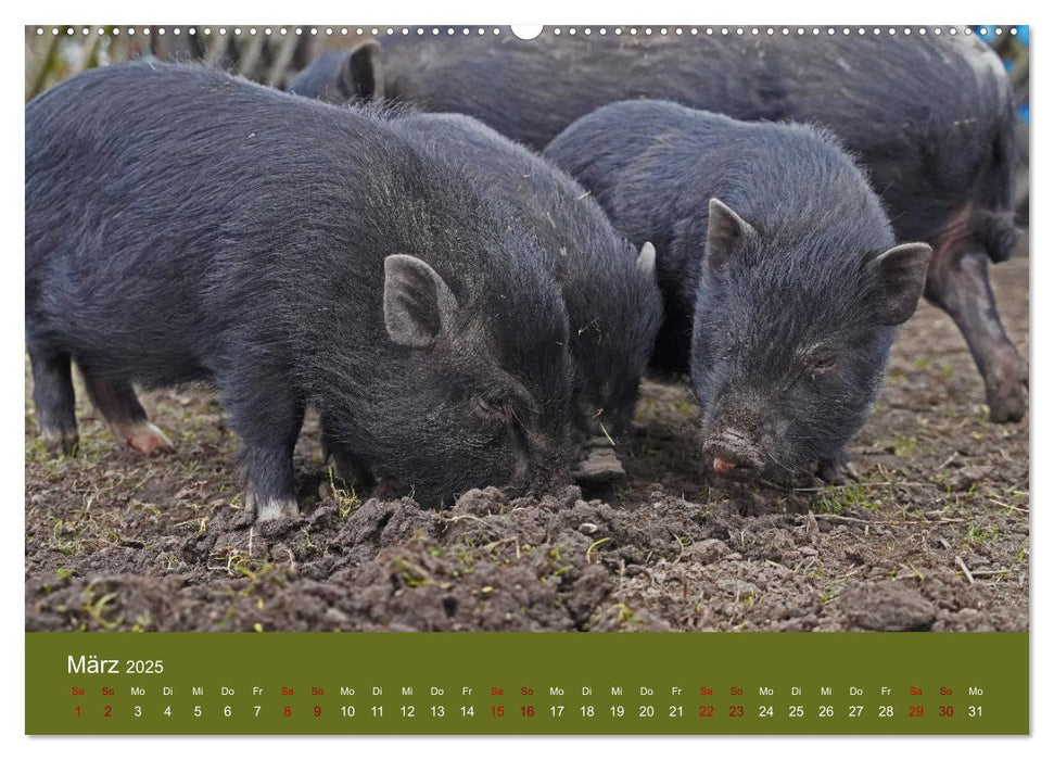 Faszination Minischweine (CALVENDO Wandkalender 2025)