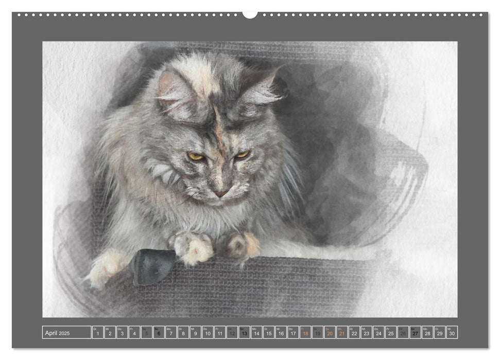 Maine Coon Aquarelle (CALVENDO Premium Wandkalender 2025)