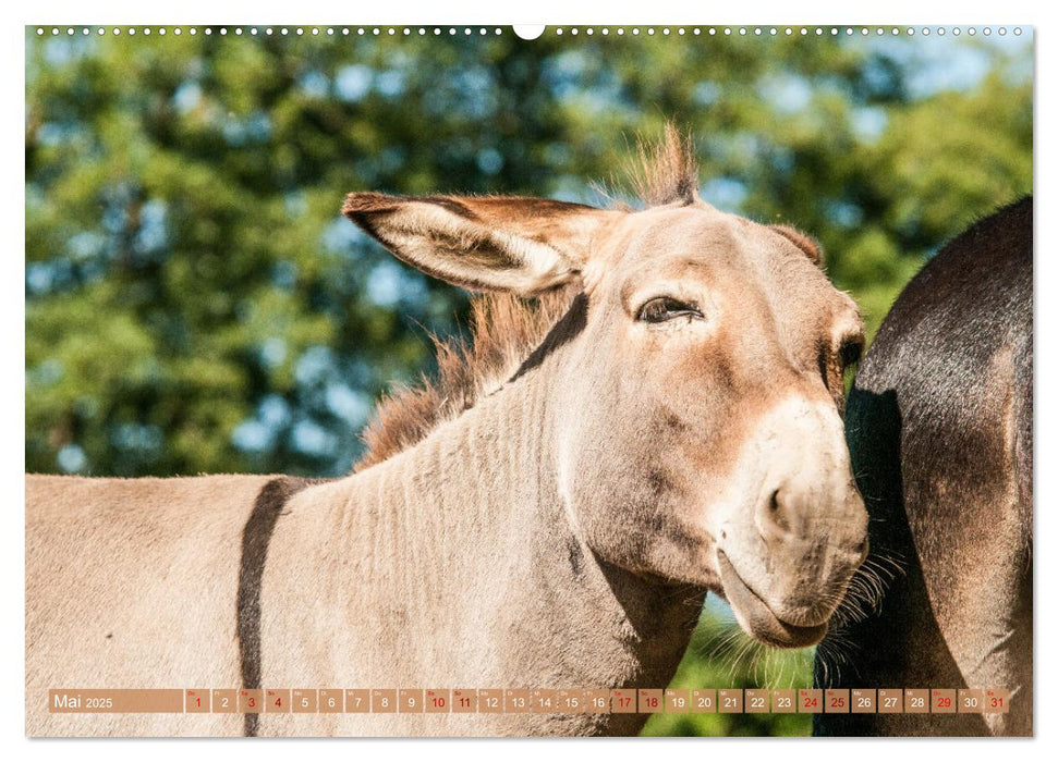 Esel der Welt - Lieblings Langohren (CALVENDO Premium Wandkalender 2025)