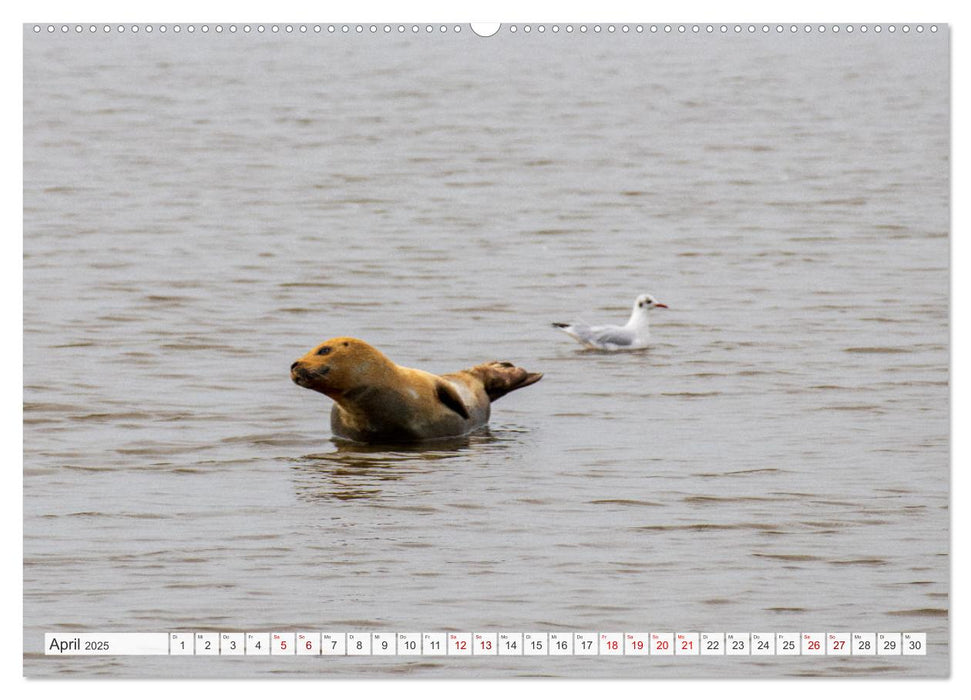 Urlaub in Nordfriesland (CALVENDO Premium Wandkalender 2025)