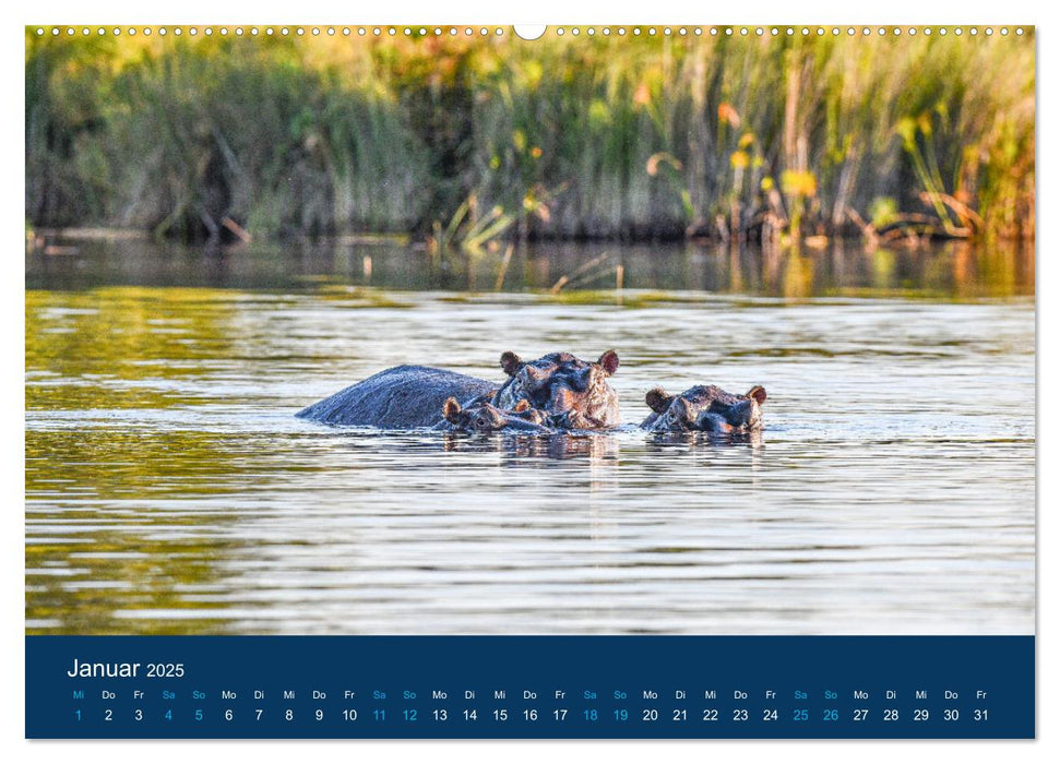 Nilpferde, Kolosse in Afrika (CALVENDO Wandkalender 2025)