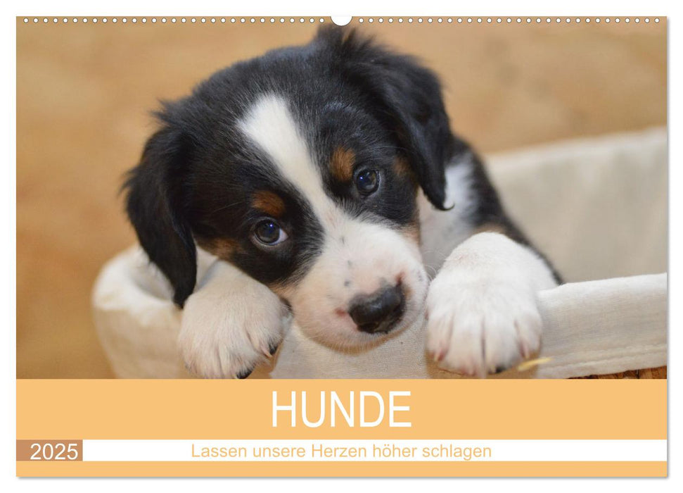 HUNDE - Lassen unsere Herzen höher schlagen (CALVENDO Wandkalender 2025)