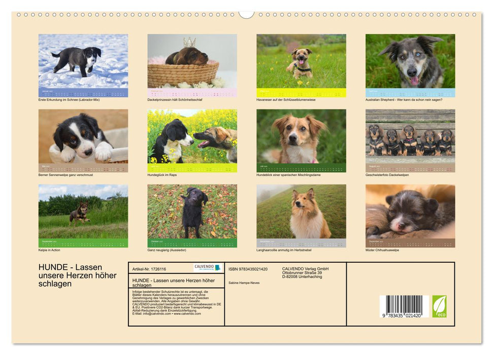 HUNDE - Lassen unsere Herzen höher schlagen (CALVENDO Wandkalender 2025)