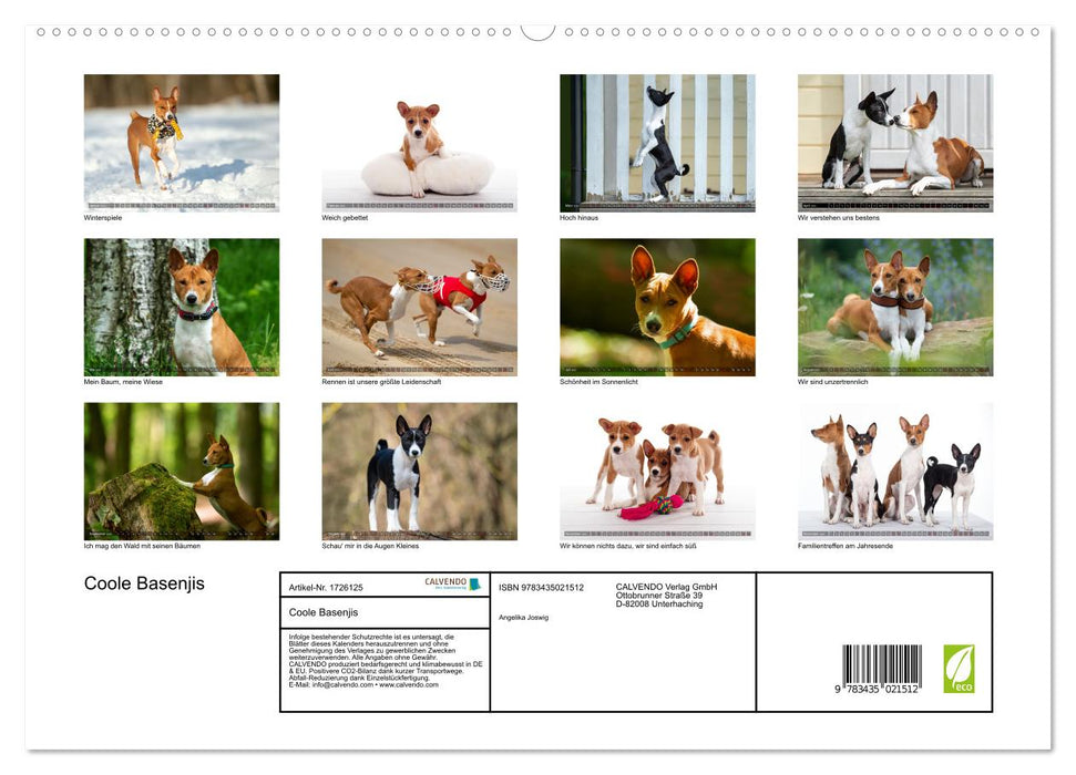 Coole Basenjis (CALVENDO Premium Wandkalender 2025)