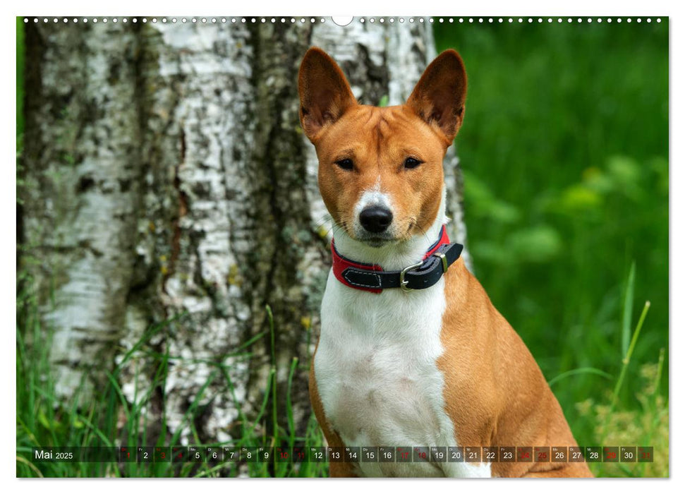 Coole Basenjis (CALVENDO Premium Wandkalender 2025)