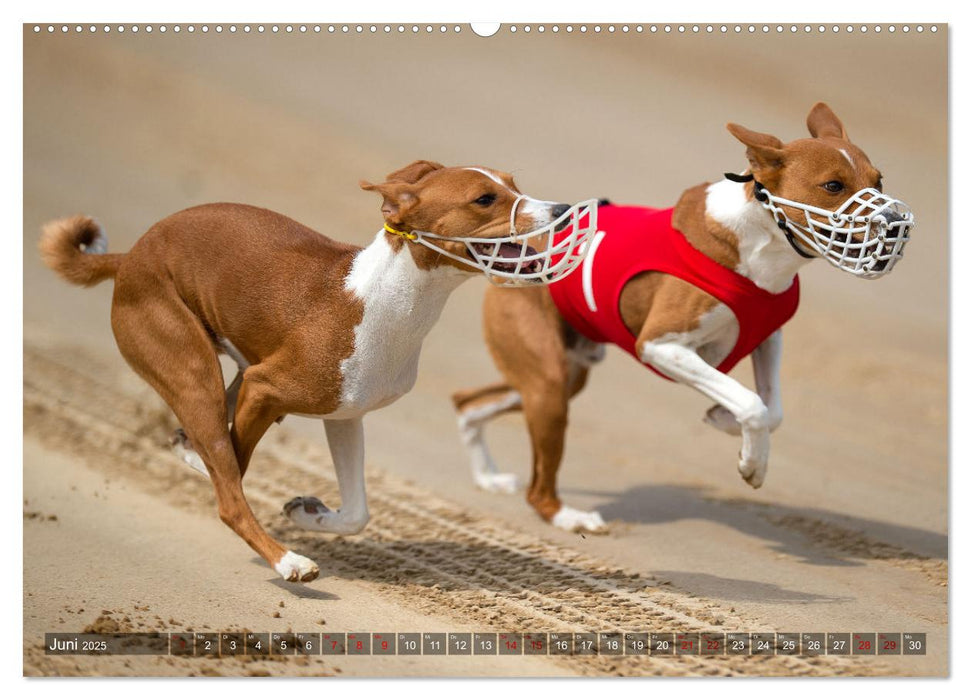 Coole Basenjis (CALVENDO Premium Wandkalender 2025)