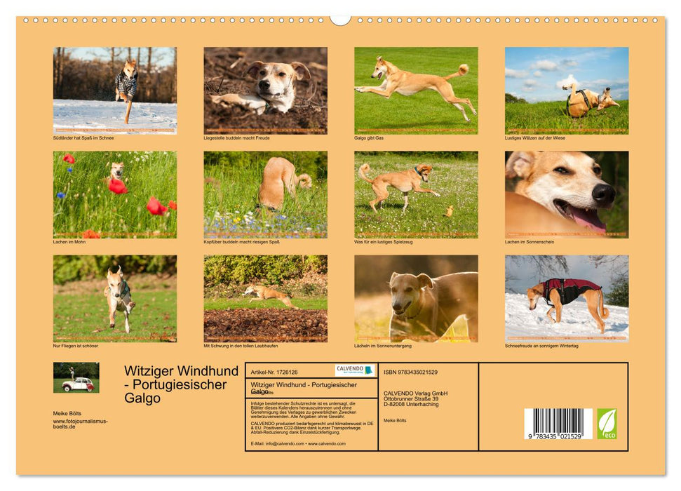 Witziger Windhund - Portugiesischer Galgo (CALVENDO Premium Wandkalender 2025)