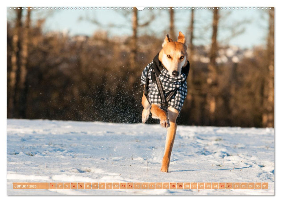 Witziger Windhund - Portugiesischer Galgo (CALVENDO Premium Wandkalender 2025)