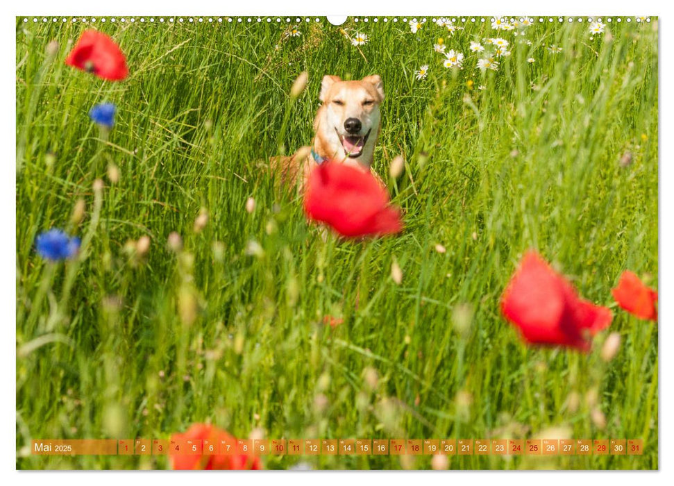 Witziger Windhund - Portugiesischer Galgo (CALVENDO Premium Wandkalender 2025)