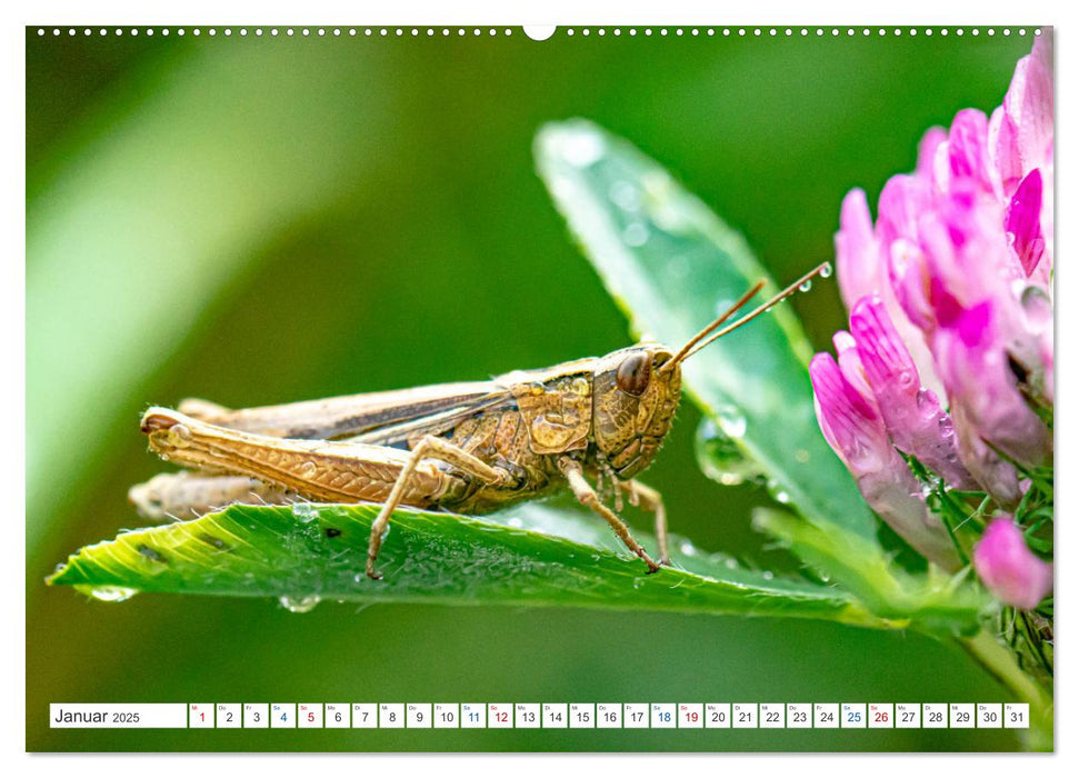 Kleines ganz groß - Makrofotografie (CALVENDO Premium Wandkalender 2025)