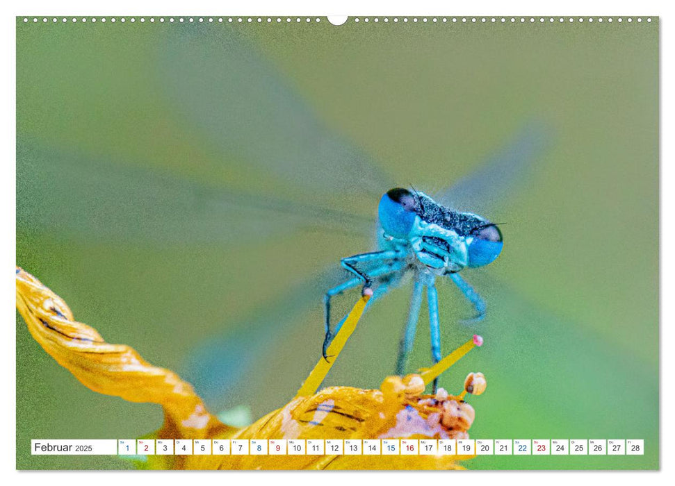 Kleines ganz groß - Makrofotografie (CALVENDO Premium Wandkalender 2025)