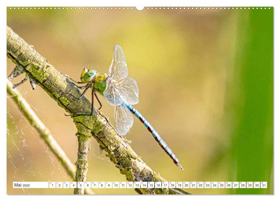 Kleines ganz groß - Makrofotografie (CALVENDO Premium Wandkalender 2025)