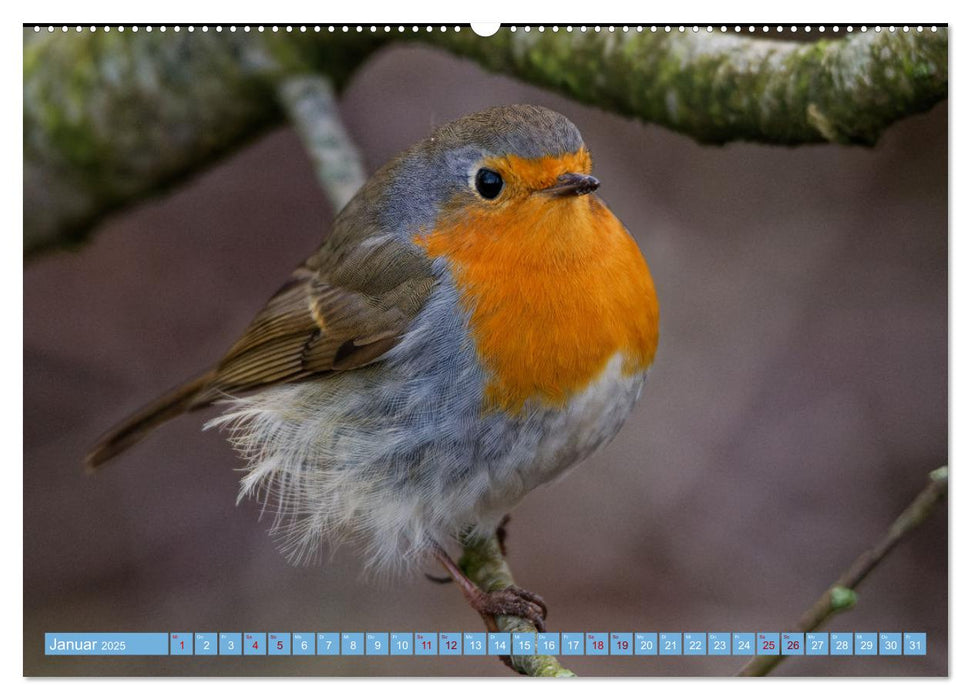 Rotkehlchen - Fotografiert von Ostfriesenfotografie (CALVENDO Premium Wandkalender 2025)