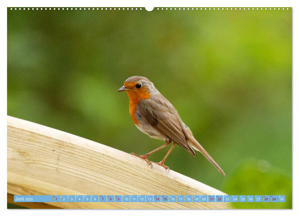 Rotkehlchen - Fotografiert von Ostfriesenfotografie (CALVENDO Premium Wandkalender 2025)