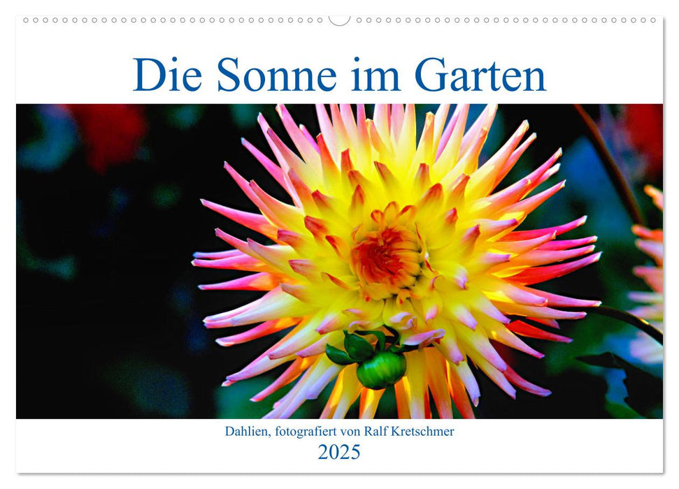 Die Sonne im Garten - Dahlien, fotografiert von Ralf Kretschmer. (CALVENDO Wandkalender 2025)