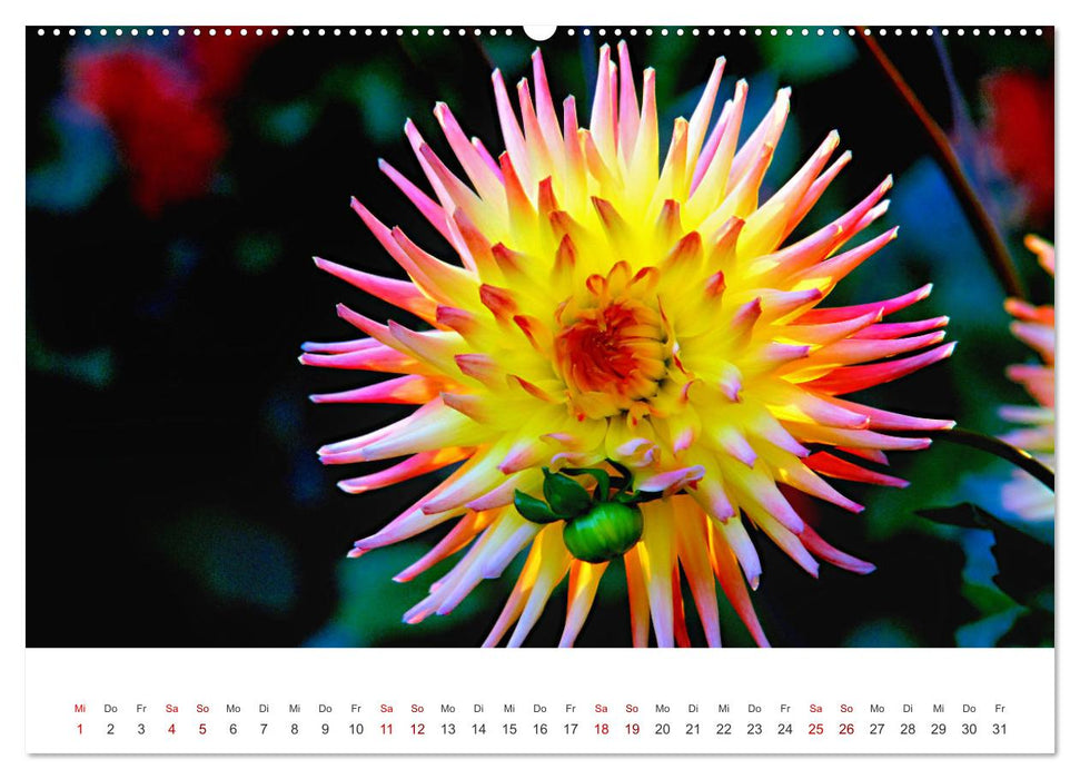 Die Sonne im Garten - Dahlien, fotografiert von Ralf Kretschmer. (CALVENDO Wandkalender 2025)