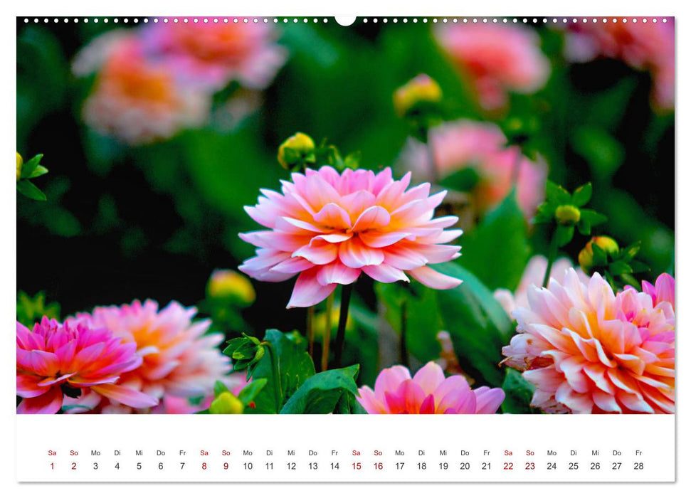 Die Sonne im Garten - Dahlien, fotografiert von Ralf Kretschmer. (CALVENDO Wandkalender 2025)