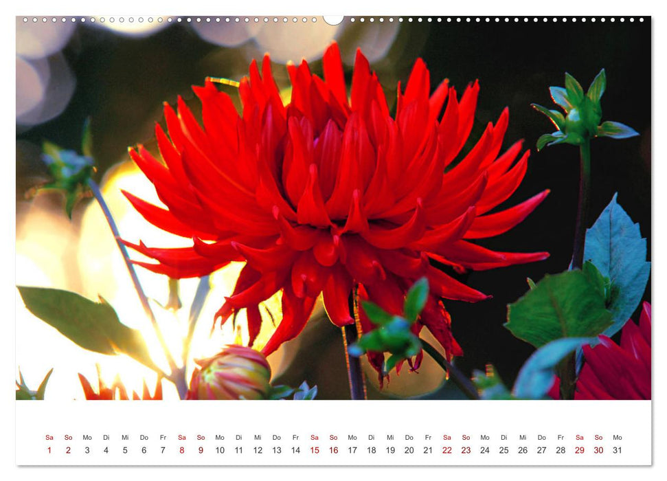 Die Sonne im Garten - Dahlien, fotografiert von Ralf Kretschmer. (CALVENDO Wandkalender 2025)