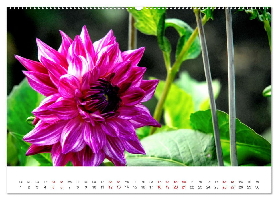 Die Sonne im Garten - Dahlien, fotografiert von Ralf Kretschmer. (CALVENDO Wandkalender 2025)