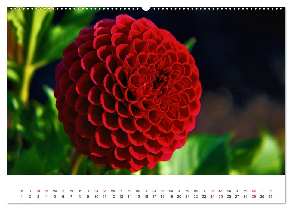 Die Sonne im Garten - Dahlien, fotografiert von Ralf Kretschmer. (CALVENDO Wandkalender 2025)