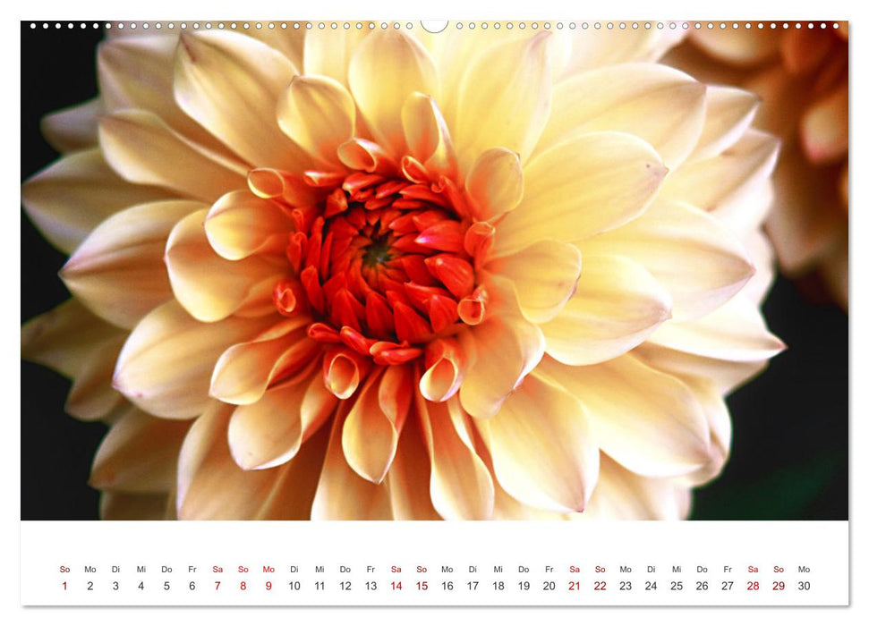 Die Sonne im Garten - Dahlien, fotografiert von Ralf Kretschmer. (CALVENDO Wandkalender 2025)