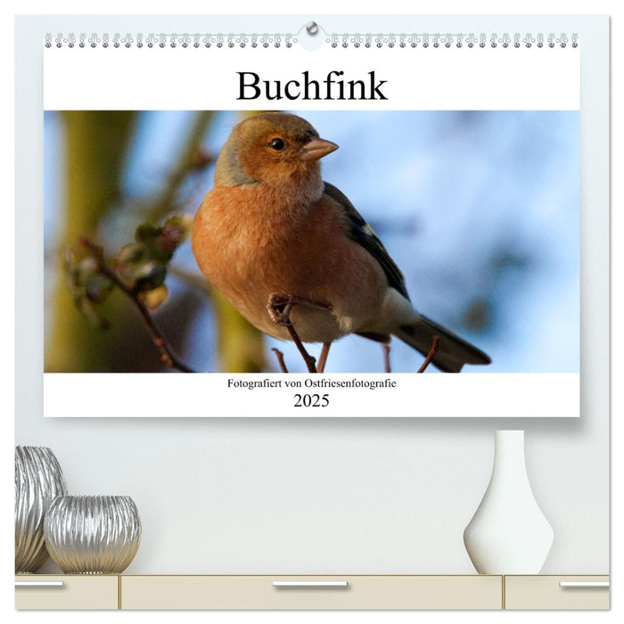 Buchfink - Fotografiert von Ostfriesenfotografie (CALVENDO Premium Wandkalender 2025)