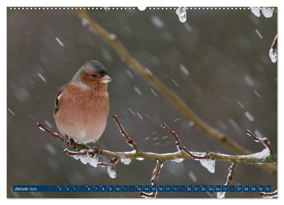 Buchfink - Fotografiert von Ostfriesenfotografie (CALVENDO Premium Wandkalender 2025)