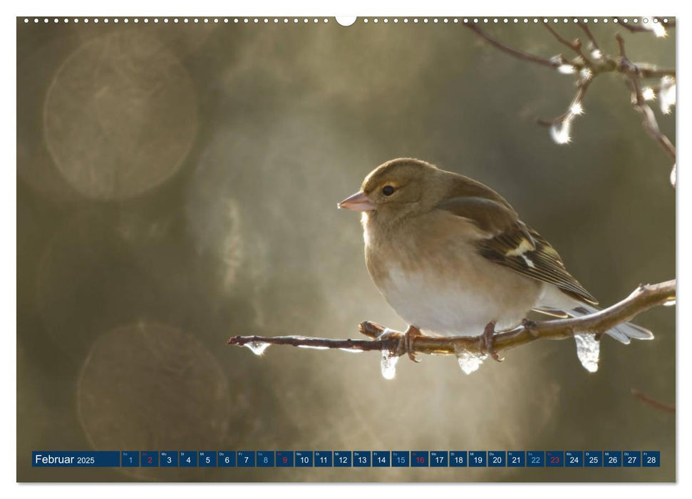 Buchfink - Fotografiert von Ostfriesenfotografie (CALVENDO Premium Wandkalender 2025)