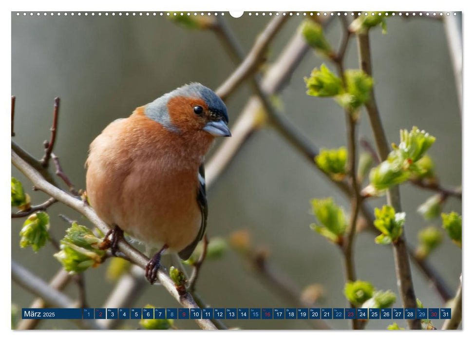 Buchfink - Fotografiert von Ostfriesenfotografie (CALVENDO Premium Wandkalender 2025)