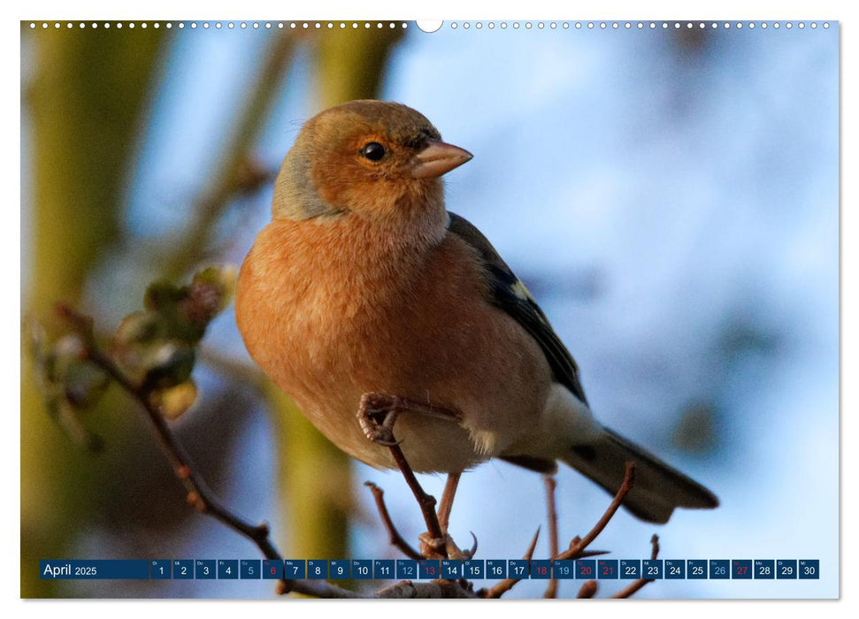 Buchfink - Fotografiert von Ostfriesenfotografie (CALVENDO Premium Wandkalender 2025)