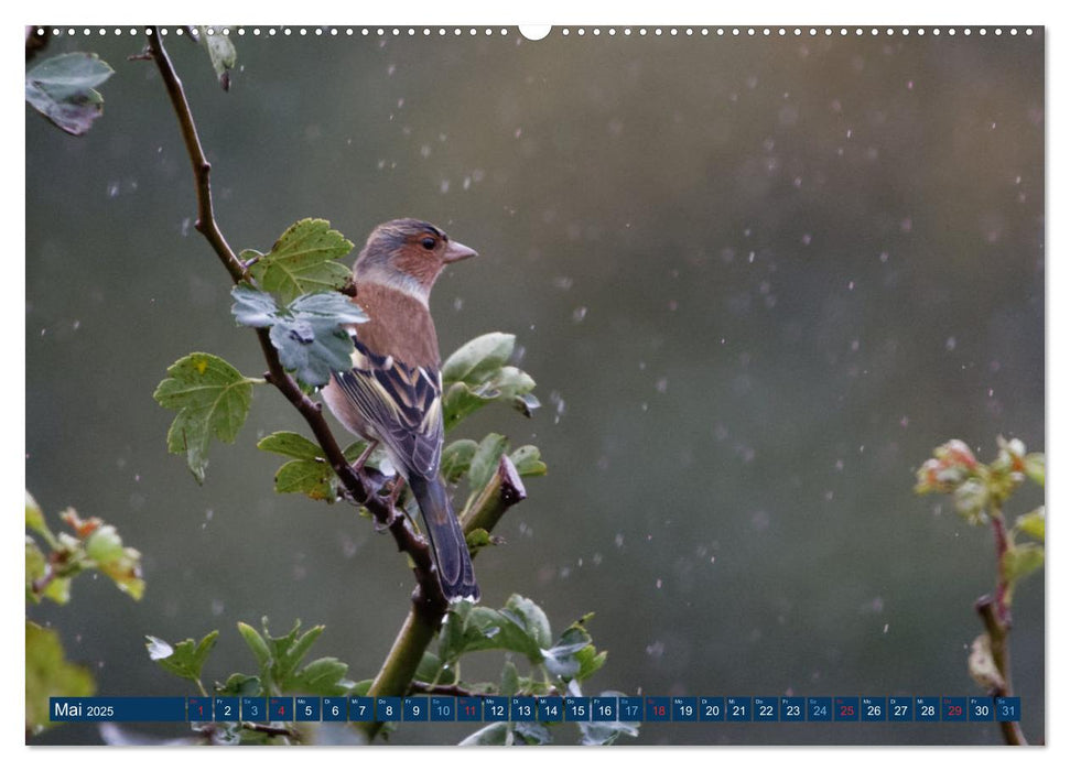 Buchfink - Fotografiert von Ostfriesenfotografie (CALVENDO Premium Wandkalender 2025)