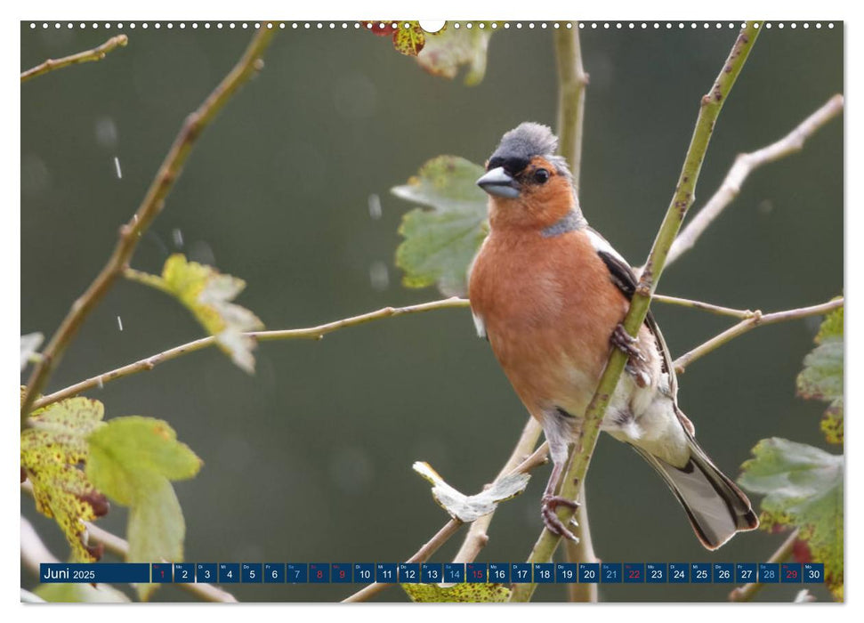 Buchfink - Fotografiert von Ostfriesenfotografie (CALVENDO Premium Wandkalender 2025)