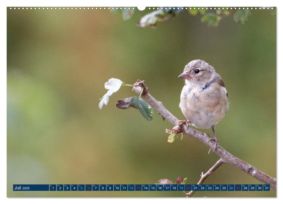 Buchfink - Fotografiert von Ostfriesenfotografie (CALVENDO Premium Wandkalender 2025)