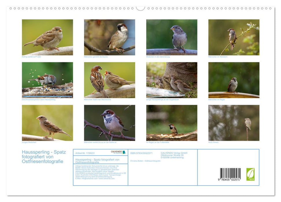 Haussperling - Spatz fotografiert von Ostfriesenfotografie (CALVENDO Premium Wandkalender 2025)