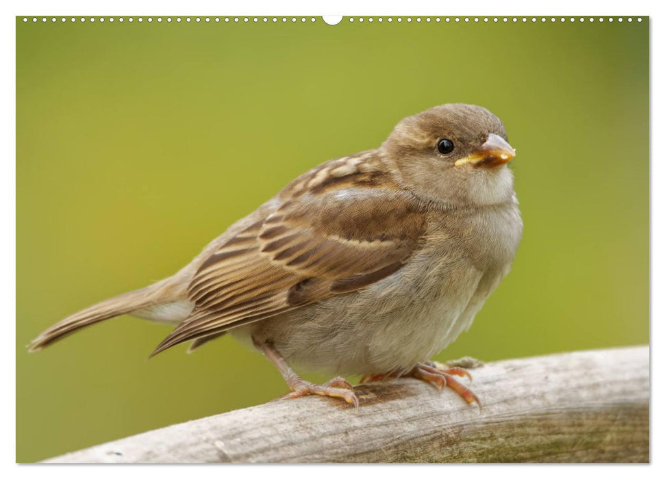 Haussperling - Spatz fotografiert von Ostfriesenfotografie (CALVENDO Premium Wandkalender 2025)