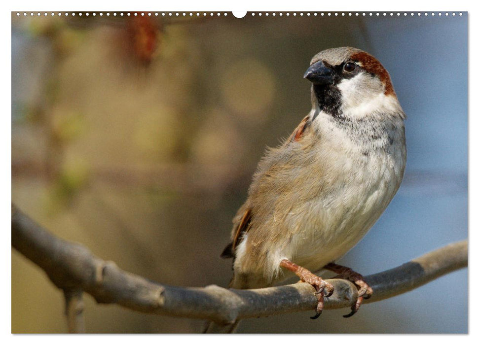 Haussperling - Spatz fotografiert von Ostfriesenfotografie (CALVENDO Premium Wandkalender 2025)