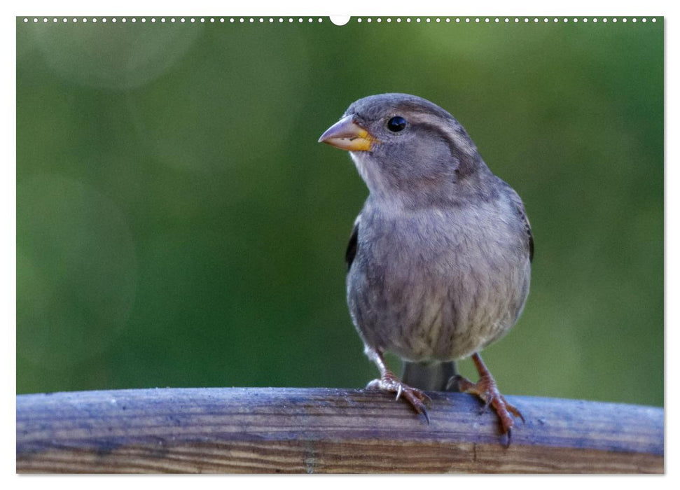 Haussperling - Spatz fotografiert von Ostfriesenfotografie (CALVENDO Premium Wandkalender 2025)