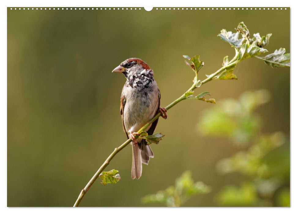 Haussperling - Spatz fotografiert von Ostfriesenfotografie (CALVENDO Premium Wandkalender 2025)