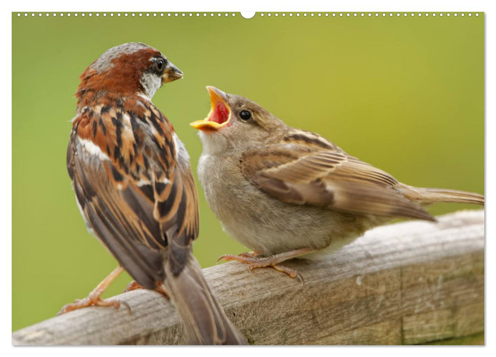 Haussperling - Spatz fotografiert von Ostfriesenfotografie (CALVENDO Premium Wandkalender 2025)