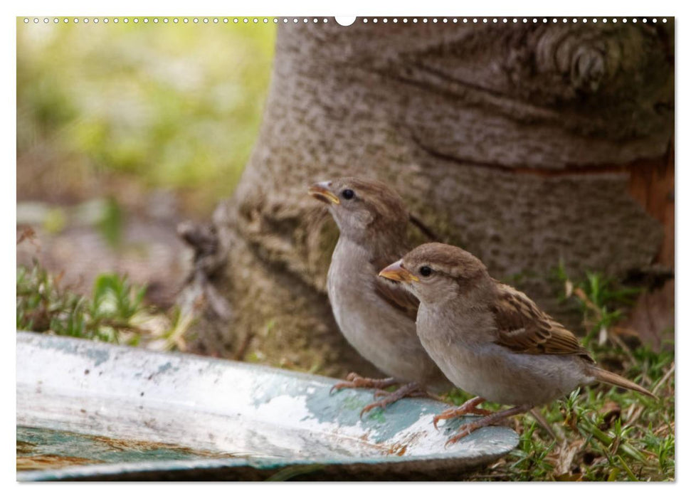 Haussperling - Spatz fotografiert von Ostfriesenfotografie (CALVENDO Premium Wandkalender 2025)