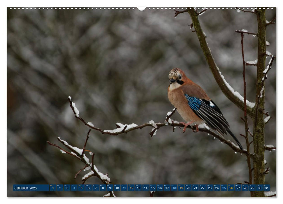 Eichelhäher - Egon der Eichelhäher fotografiert von Ostfriesenfotografie (CALVENDO Premium Wandkalender 2025)