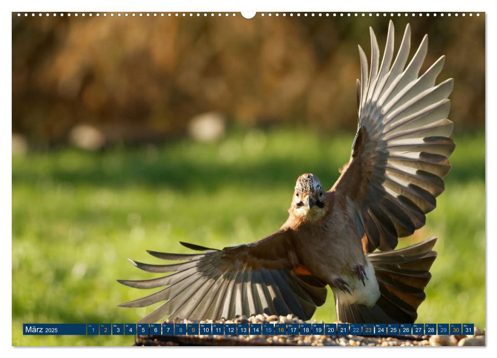 Eichelhäher - Egon der Eichelhäher fotografiert von Ostfriesenfotografie (CALVENDO Premium Wandkalender 2025)