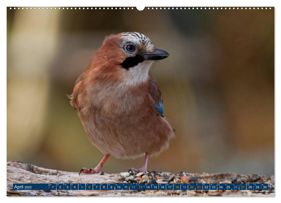 Eichelhäher - Egon der Eichelhäher fotografiert von Ostfriesenfotografie (CALVENDO Premium Wandkalender 2025)