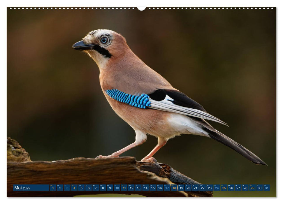 Eichelhäher - Egon der Eichelhäher fotografiert von Ostfriesenfotografie (CALVENDO Premium Wandkalender 2025)