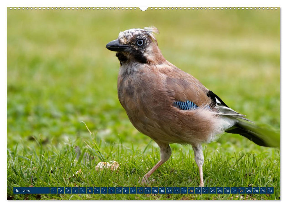 Eichelhäher - Egon der Eichelhäher fotografiert von Ostfriesenfotografie (CALVENDO Premium Wandkalender 2025)